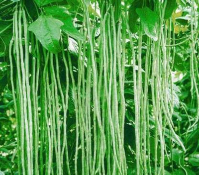 Chalisa Phaseolus vulgaris, Bean Seed Seed(10 per packet)