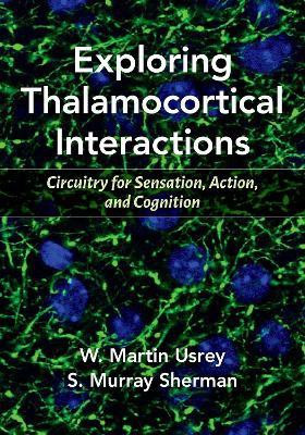 Exploring Thalamocortical Interactions(English, Paperback, Usrey W. Martin)