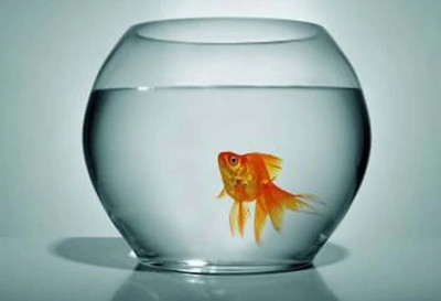 BILAL ANSARI 8 L Fish Bowl