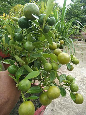 InGreen Lemon Plant(Hybrid, Pack of 1)
