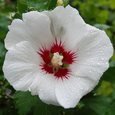 ROYAL NURSERY Hibiscus Plant(Hybrid, Pack of 1)