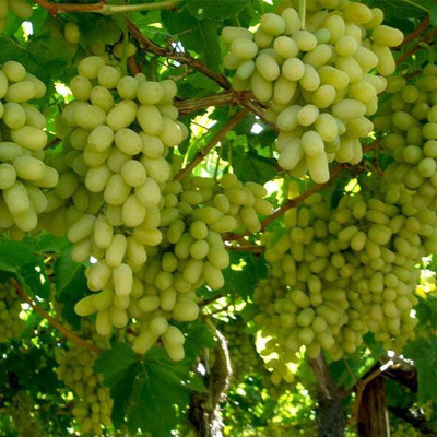Paudha Grapes Fruit Seed(46 per packet)