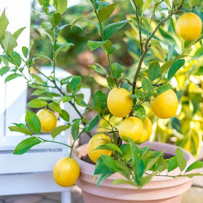 Paudha Lemon/Nimboo Seed(35 per packet)