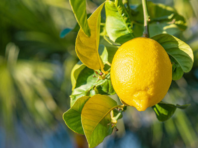 Paudha Lemon ( Nimbu ) Seed(57 per packet)