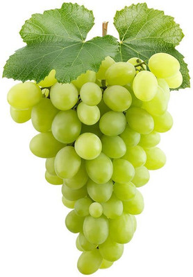 PLANTZON Grapes Fruit Seed(20 per packet)