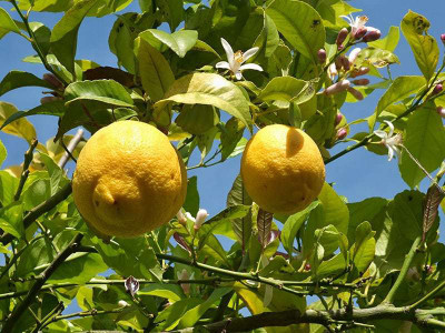 Paudha Lemon/Nimboo Seed(36 per packet)