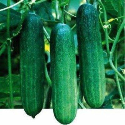 greengrow HYBRID CUCUMBER (KHEERA) SEEDS Seed Seed(50 per packet)