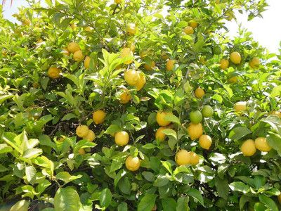 Paudha Lemon/Nimboo Seed(35 per packet)