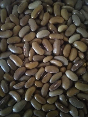 PRADHAM SEEDS Double Beans Seed(10 g)
