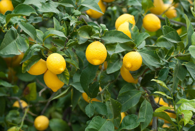Paudha Lemon/Nimboo Seed(36 per packet)