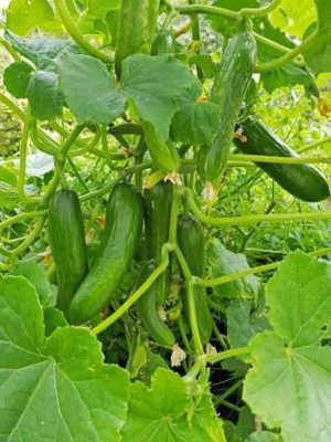 greengrow Cucumber Seed Seed(50 per packet)