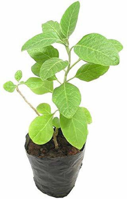 PALAK Ashwagandha/Indian Ginseng(Pack of 1)