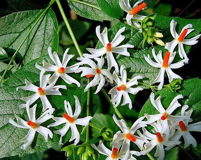 Samarthgreens Parijat/Harsingar Plant(Hybrid, Pack of 1)