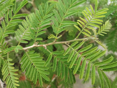 Click to purchase Shami/Jand Plant(Pack of 1)