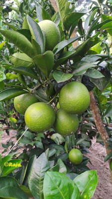 InGreen Lemon Plant(Hybrid, Pack of 1)