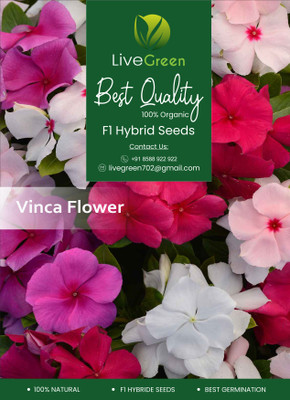 LIVE GREEN Vinca Mixed Color Seed(50 per packet)