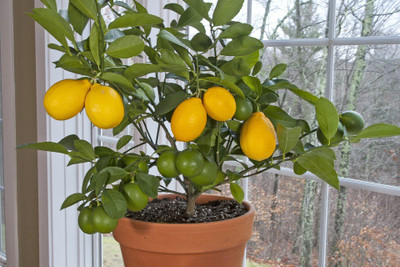 Earth Plant Farm Lemon Plant(Hybrid, Pack of 1)