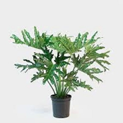 Heaven Of Saplings ZZ Plant(Hybrid, Pack of 1)