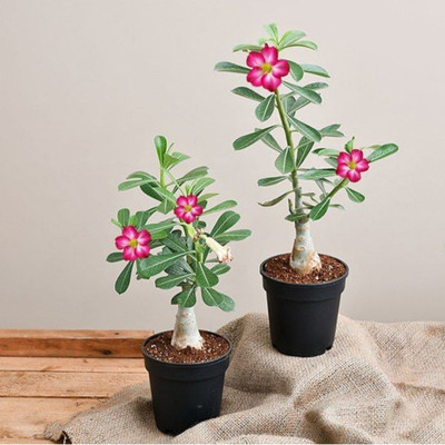 Risenshine Adenium Plant(Hybrid, Pack of 1)
