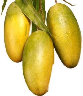 Aziz Gazi Nursery Mango Plant(Hybrid, Pack of 1)