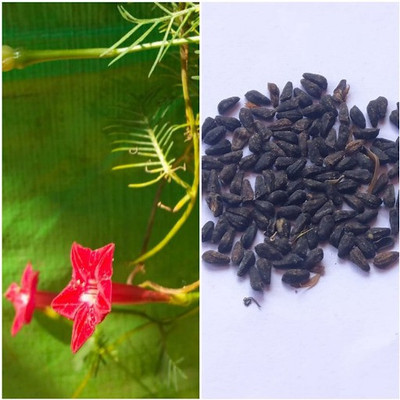 NATUREPETALS Cypress Vine Seed(30 per packet)