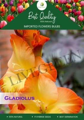 LIVE GREEN Gladiolus/Sword Lily bio colour Imported Flower Bulbs - Pack of 15 Bulbs Seed(15 per packet)