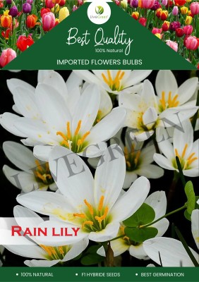 LIVE GREEN Flower Bulbs | Rain Lily/Zephyranthes Flower Bulbs For Home Garden - (Pack of 20 Bulbs ) Seed(20 per packet)