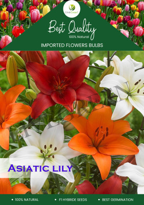 LIVE GREEN Asiatic Lily Orange Imported and Hybrid Flower Bulbs - Pack of 2 Bulbs Seed(2 per packet)