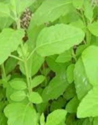 Aquinnah Graden Tulsi Plant(Hybrid, Pack of 1)