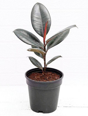 vatikalive Rubber Tree(Hybrid, Pack of 1)