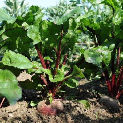Chalisa Beetroot Seed(12 per packet)