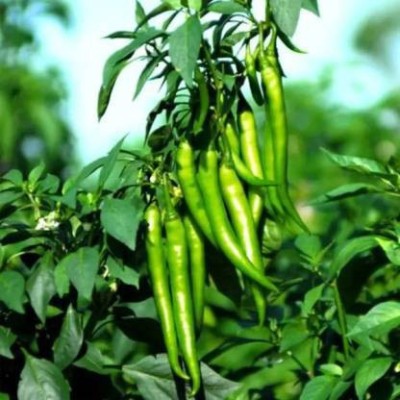 Vietrian Green Chilli Seed(50 per packet)