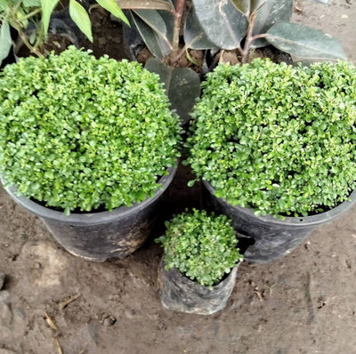 Click to purchase Madhu Kamini Plant(Hybrid, Pack of 1)