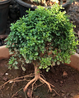 Click to purchase Madhu Kamini Plant(Hybrid, Pack of 1)