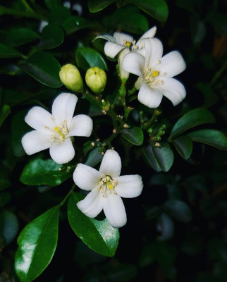 Click to purchase Madhu Kamini Plant(Hybrid, Pack of 1)