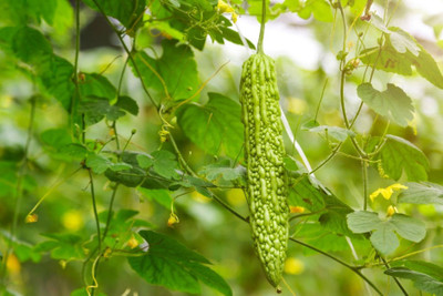 XOLDA Bittle gourd Seed(37 per packet)