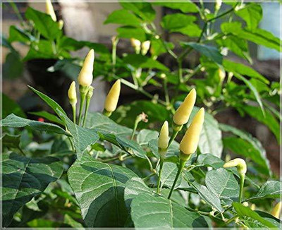DIVINE CHILLI , PEPPER Seed(80 per packet)