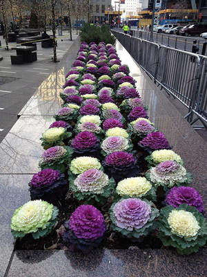 CYBEXIS Ornamental Kale Mix Seed(1 g)