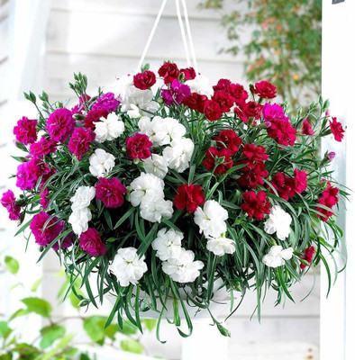CYBEXIS Carnation Gaint Chaubad Mixed Flower Rainy Season Seed(50 per packet)