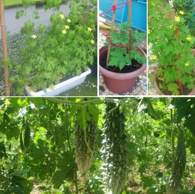 XOLDA Bittle gourd Seed(37 per packet)