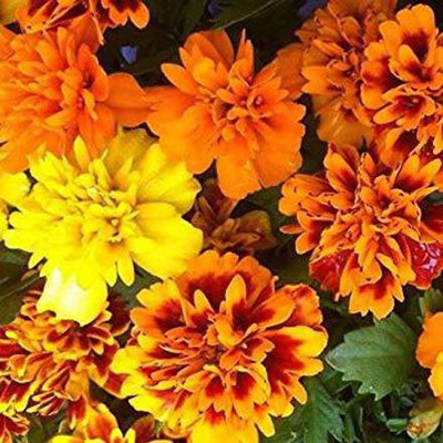 Aywal Calendula Hybrid Flower Seed(10 per packet)