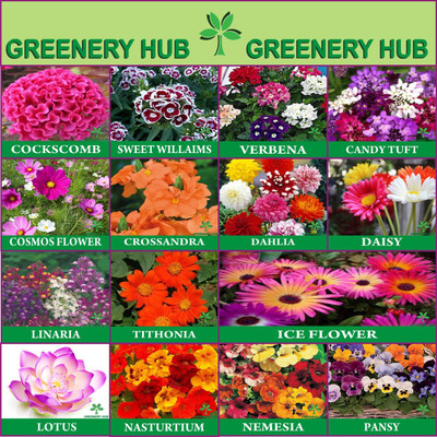 Greenery Hub 15 Variety Flower Seeds Combo For Balcony Garden Seed(15 per packet)