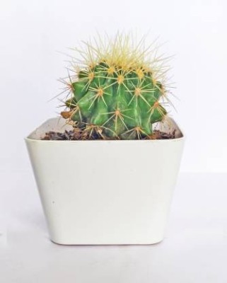 GRRENGROW Moon Cactus Plant(Pack of 1)