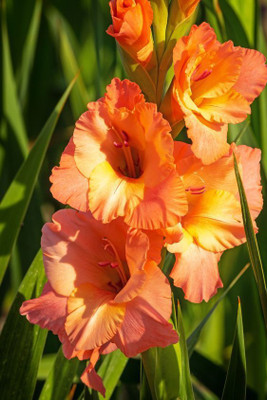 Sjeme Gladiola Flower Bulb Orange Color Seed Seed(22 per packet)
