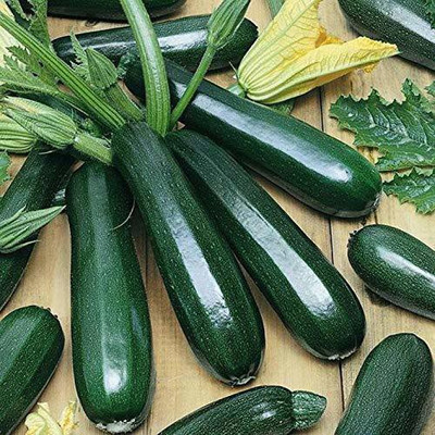 VibeX ® RXI-564 GREEN SQUASH ZUCCHINI SEEDS Seed(100 per packet)