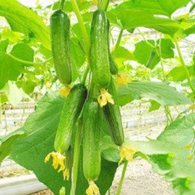 ActrovaX Cucumber Organic Russian Pickling Fruit [2000 Seeds] Seed(2000 per packet)