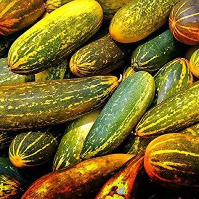 ActrovaX Hybrid Rare Yellow Cucumber Vegetable [2000 Seeds] Seed(2000 per packet)