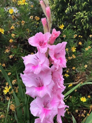 Sjeme Gladiola Flower Bulb Rani Color Seed Seed(20 per packet)