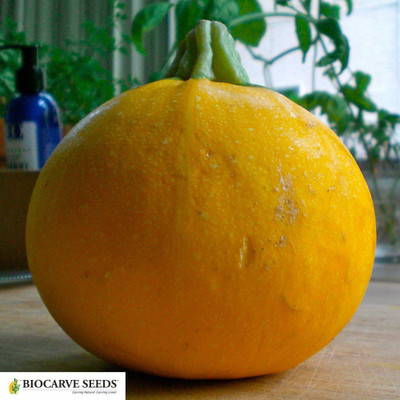 WILLVINE ™Squash Seeds Globe Round Yellow Seed(200 per packet)