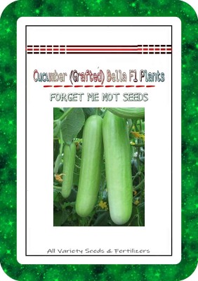 ActrovaX Cucumber (Grafted) Bella High Quality F1 Hybrid Variety [10gm Seeds] Seed(10 g)
